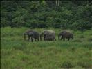 Elephants in Longue Bai, Gabon